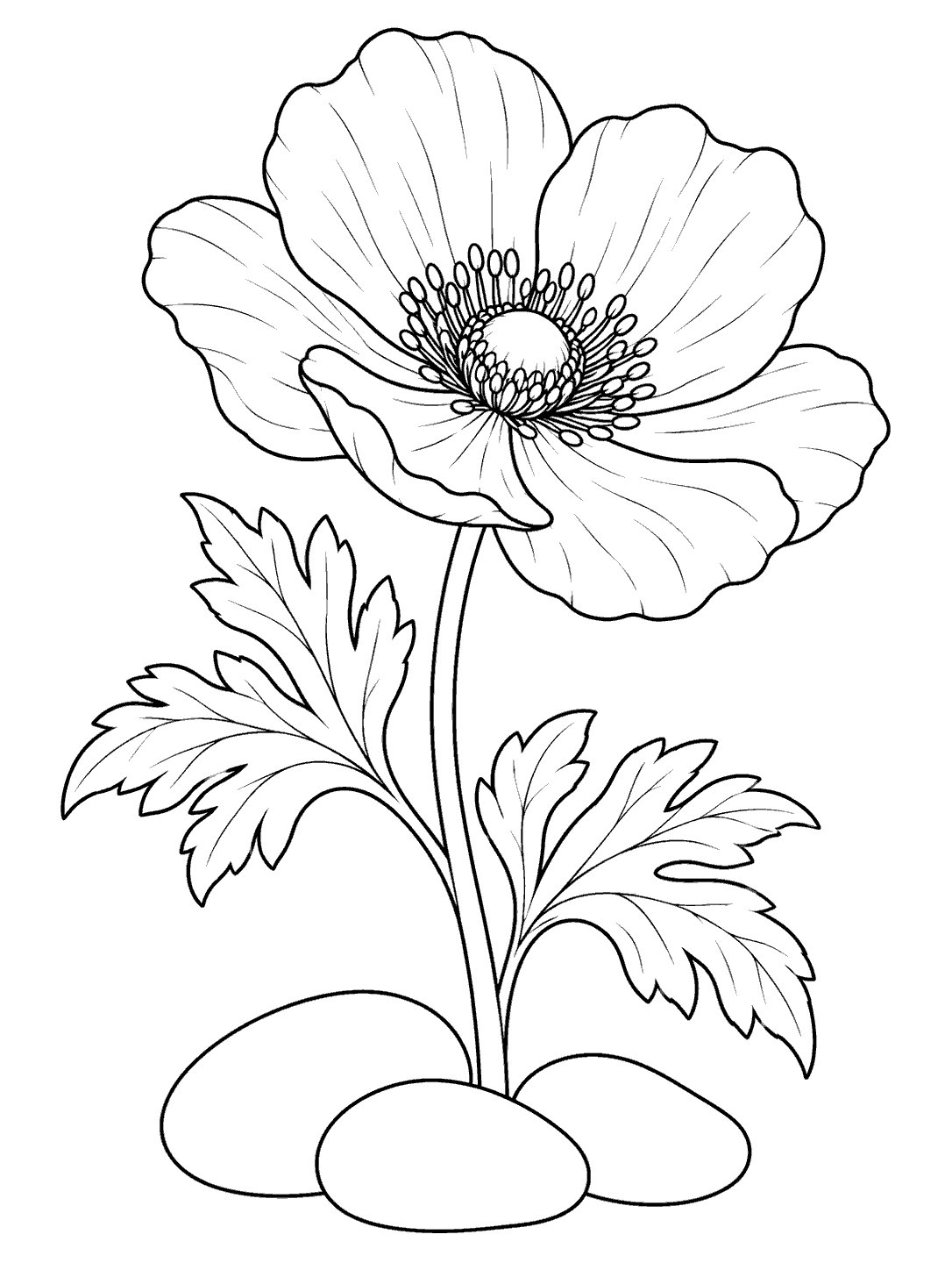 Black line art of one open anemone with broad leaves and three smooth stones at its base.