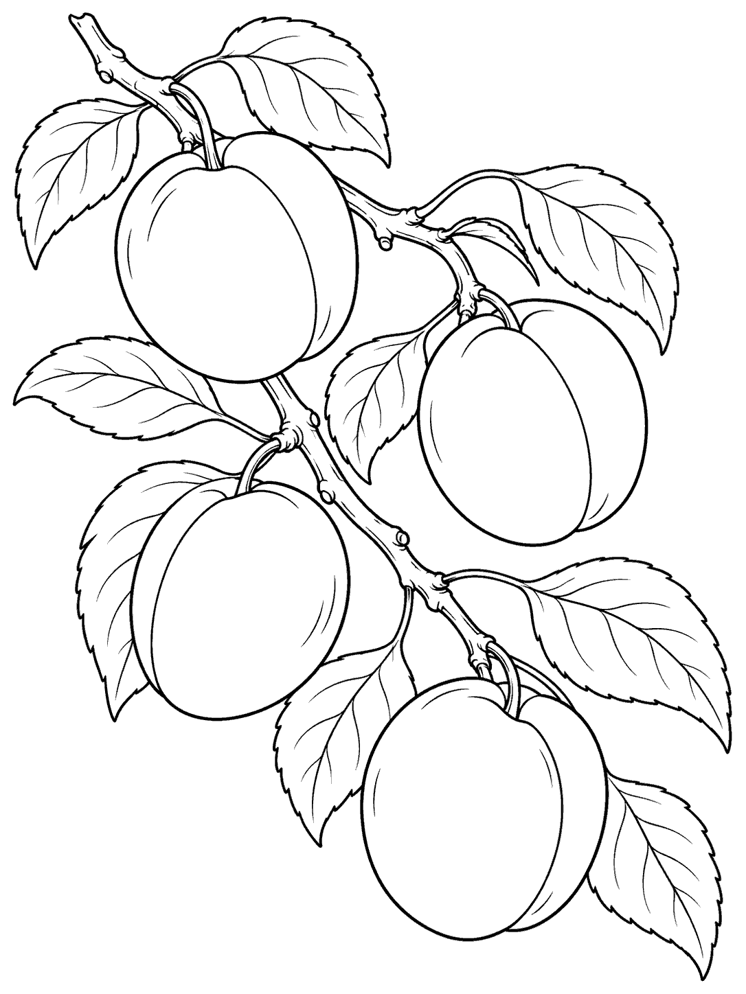 Black ink coloring page showing four apricots and broad leaves on a diagonal branch.