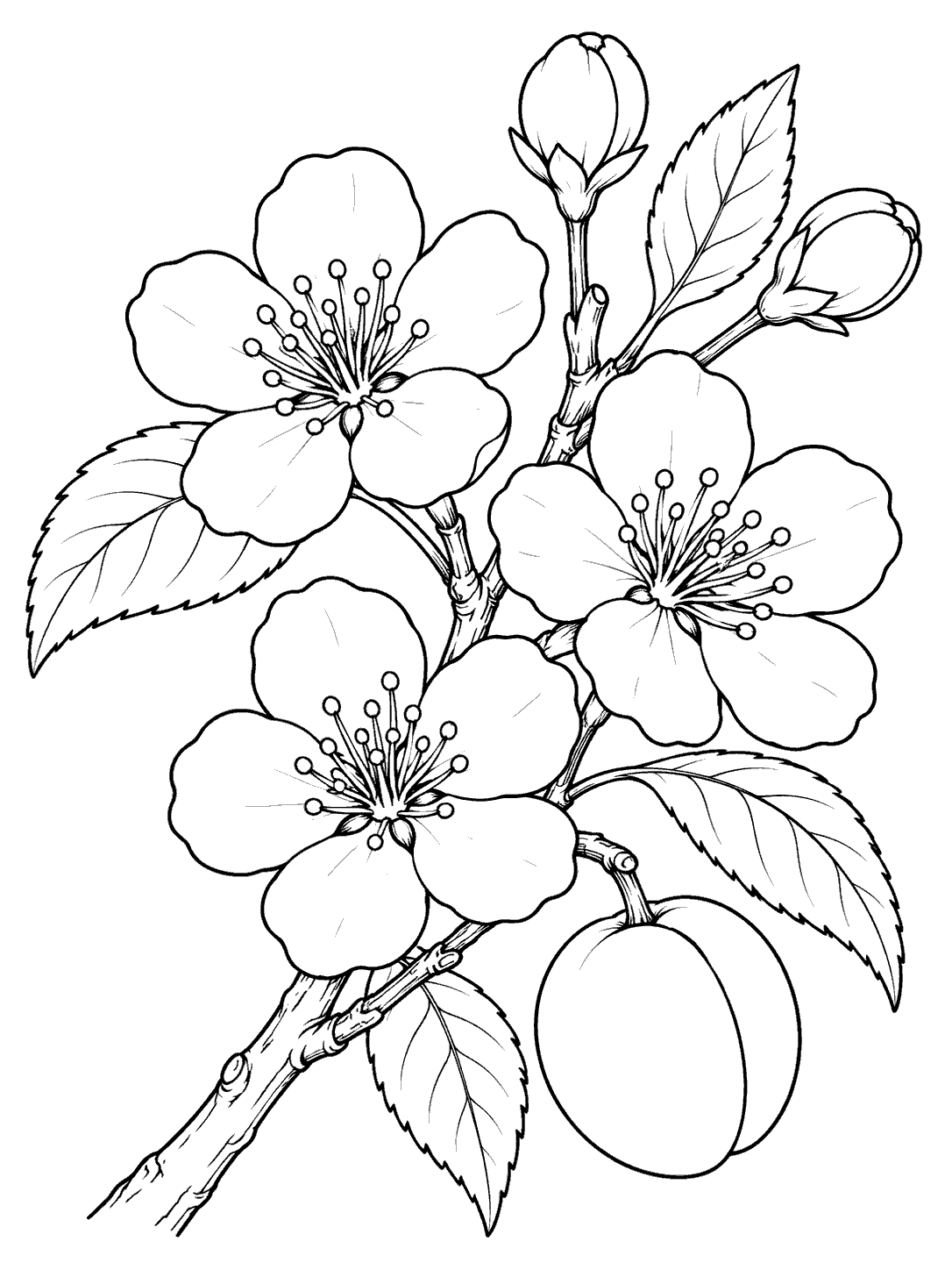 Apricot branch with three five-petal blossoms, two buds, leaves, and one developing fruit