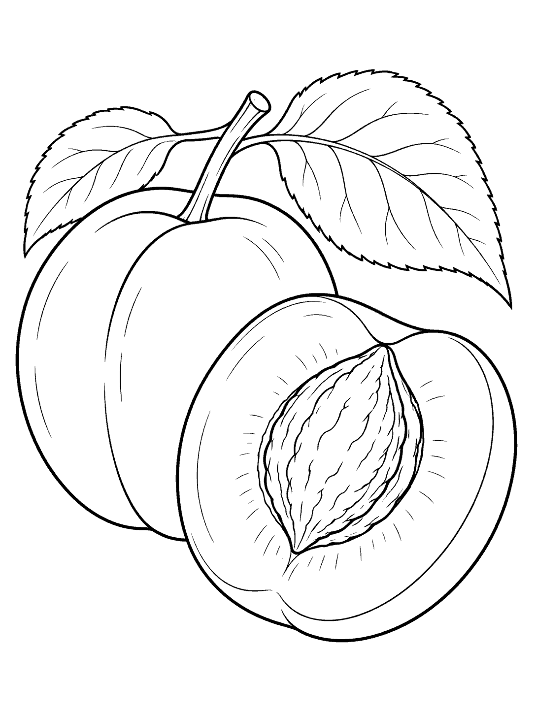Black ink coloring page showing a whole apricot with a stem and leaves beside a forward-facing half with a large visible pit.