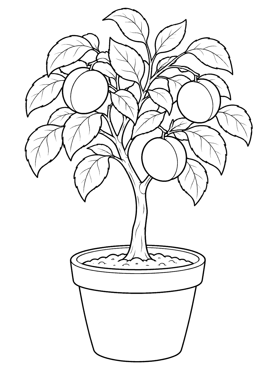 Black-and-white coloring page of a potted apricot tree with a slender trunk, leafy rounded crown, and three apricots.
