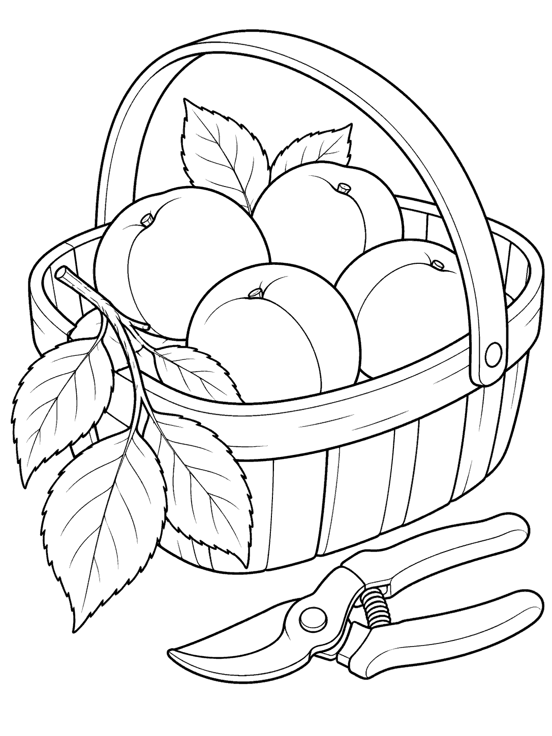 A handled garden trug filled with four apricots, a leafy twig draped over the rim, and closed pruning shears beside it.