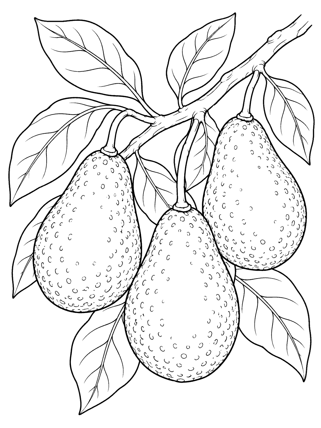 Three avocados and broad leaves on a diagonal branch in a coloring page