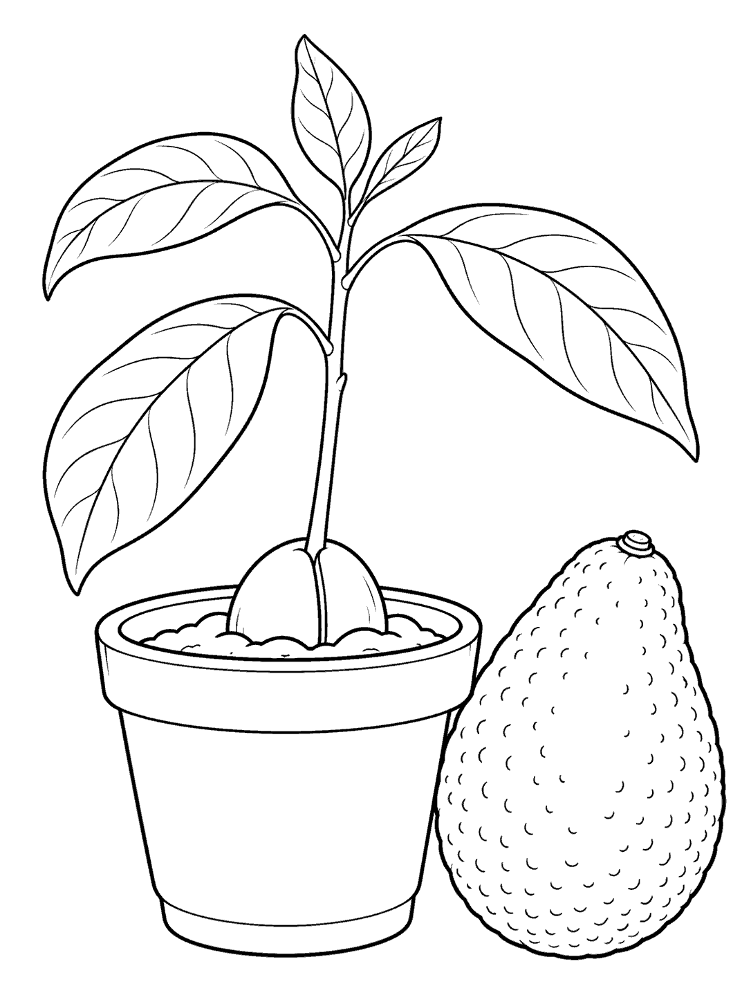 Line art of a potted avocado seedling beside a whole ripe avocado