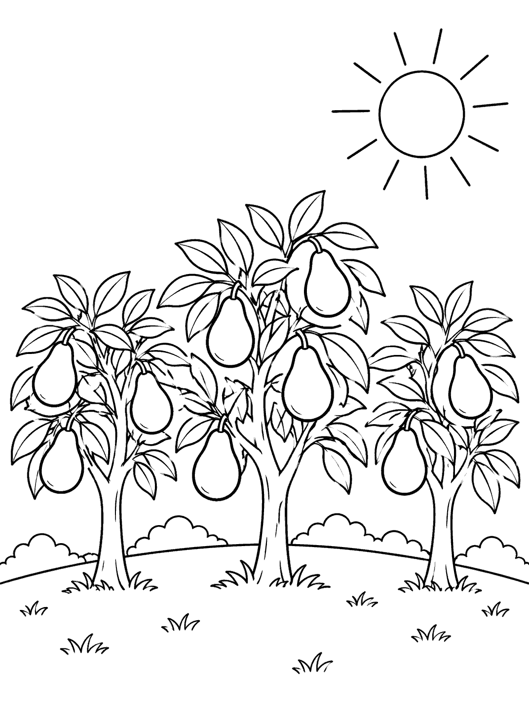 Black line-art coloring page showing three avocado trees bearing large fruits, with a sun and curved orchard hillside.
