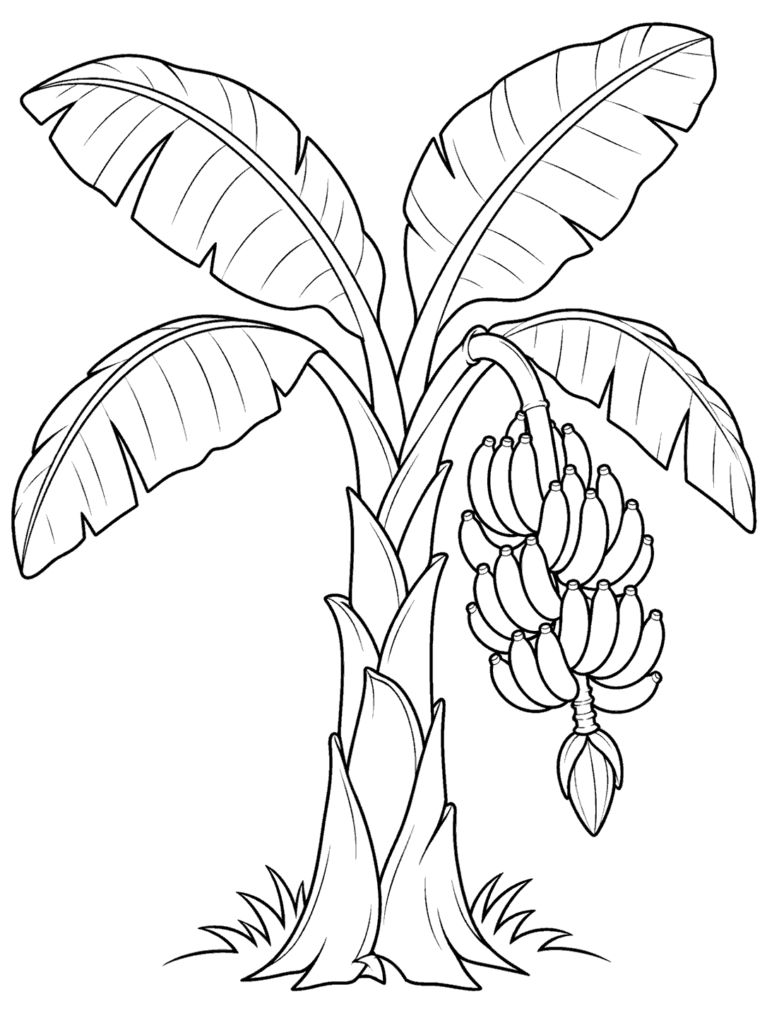 Banana tree with hanging fruit cluster coloring page