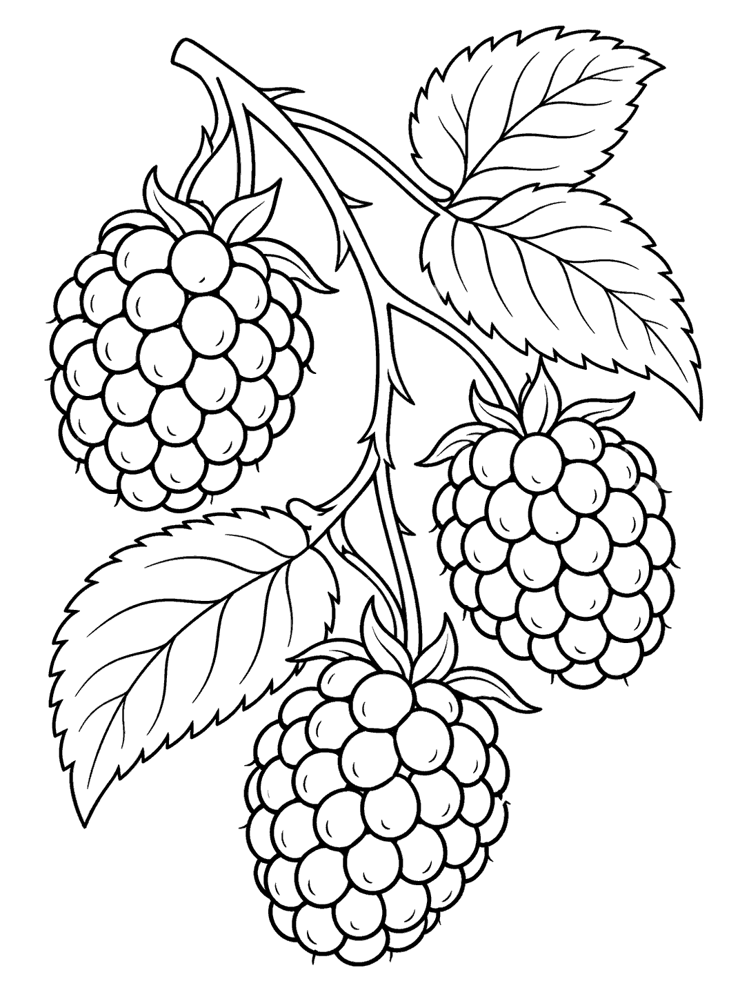 Blackberry vine with three berry clusters coloring page