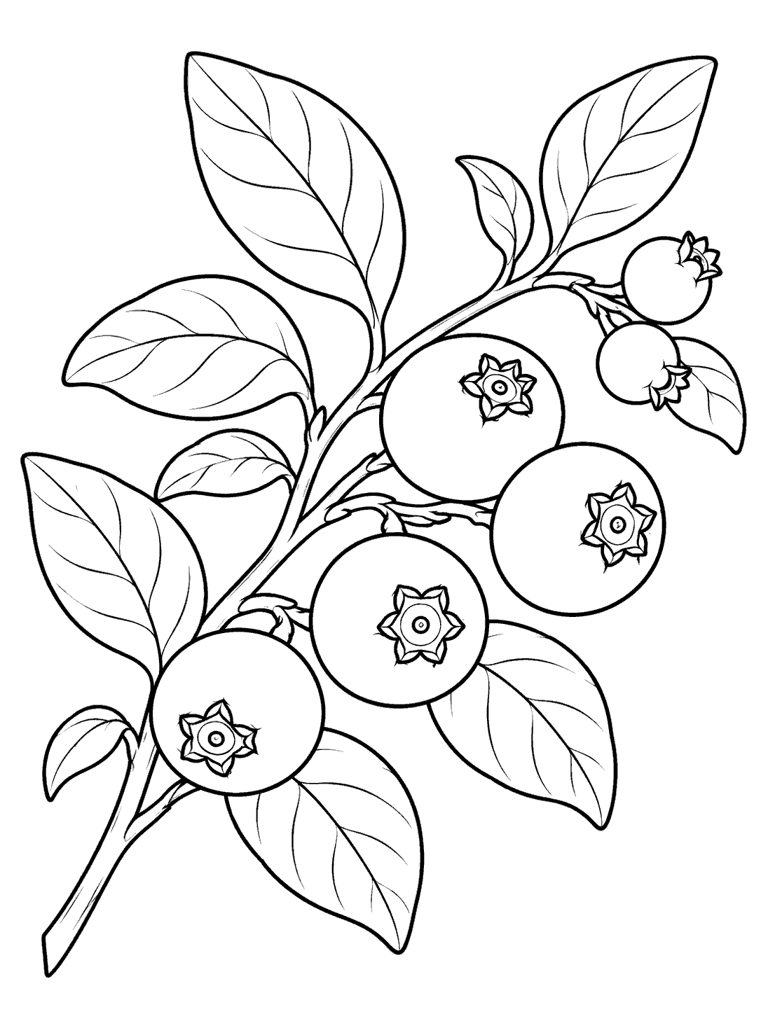 Black-outline blueberry branch with broad leaves, four ripe berries, and two unripe berries on a white portrait page.