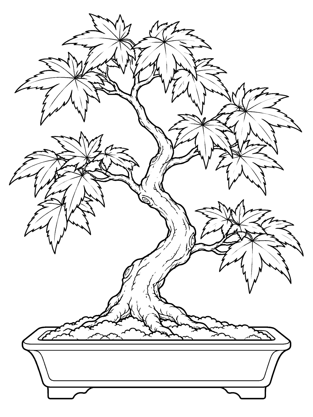 Japanese maple bonsai with broad, lobed leaves in a shallow rectangular pot coloring page