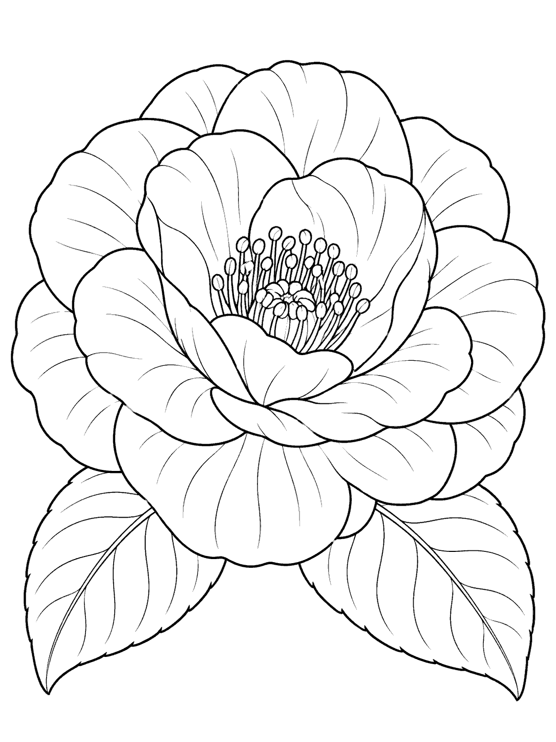 Single camellia bloom coloring page