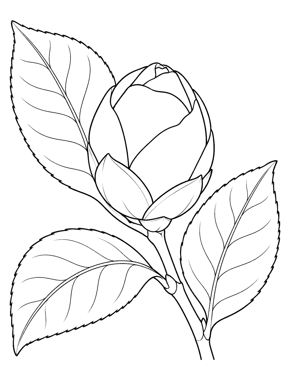 Camellia bud and leaves coloring page