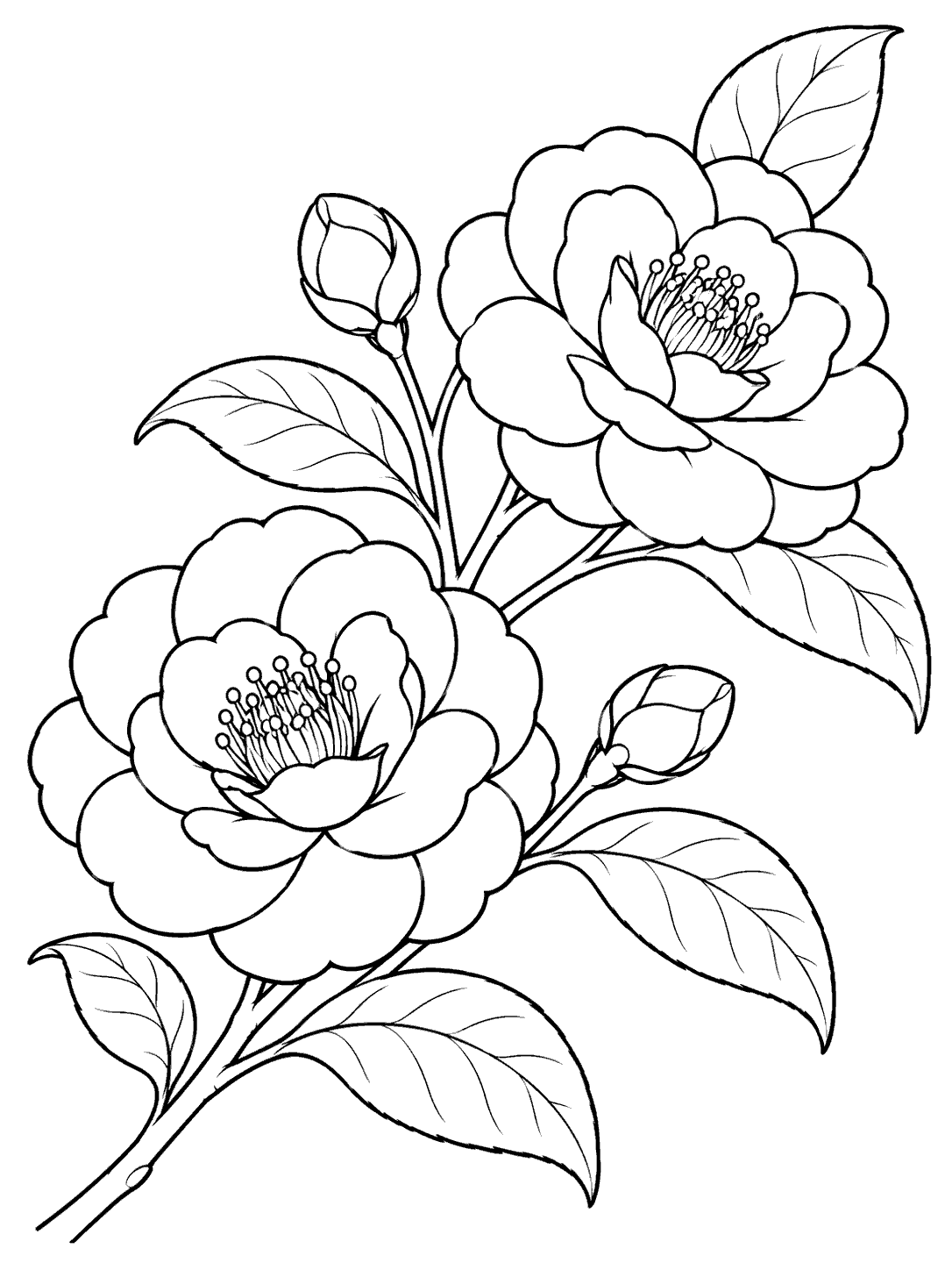 Black-and-white camellia branch coloring page with two open flowers, two buds, and oval leaves.