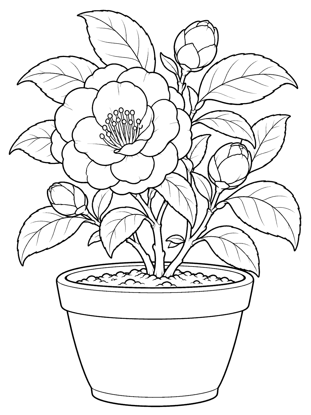 Black outline coloring page of a camellia shrub with one large open flower, several buds, broad leaves, and a wide pot.
