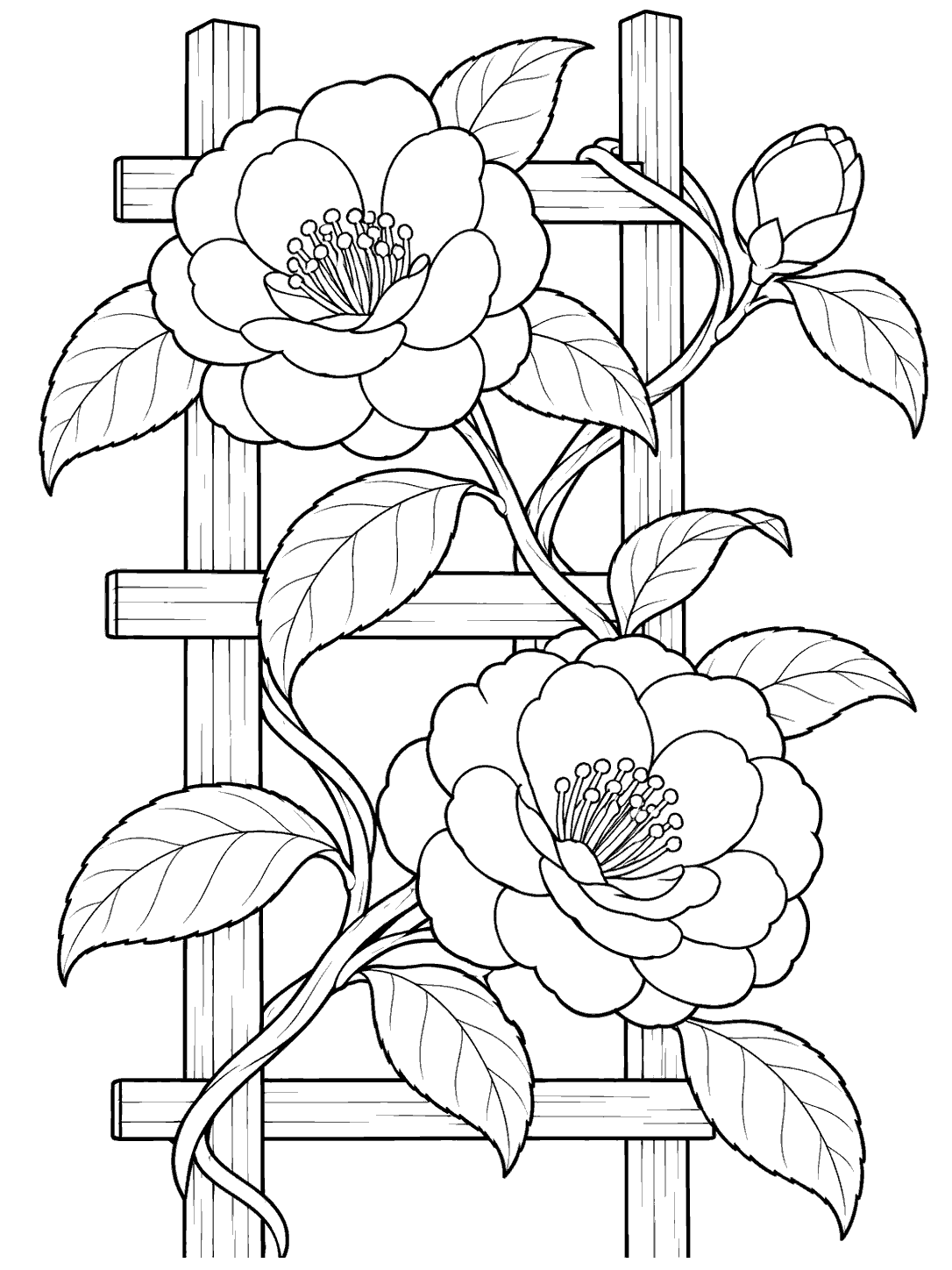 Black-and-white camellia coloring page with two open flowers and one bud climbing across a wooden trellis.