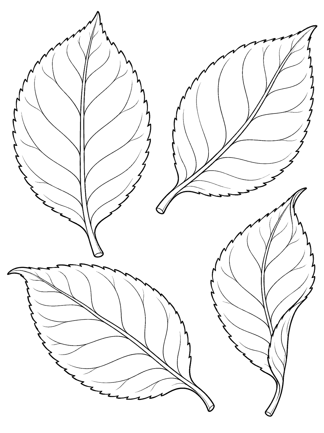 Camellia leaf study coloring page with four separate outlined leaves in different orientations.