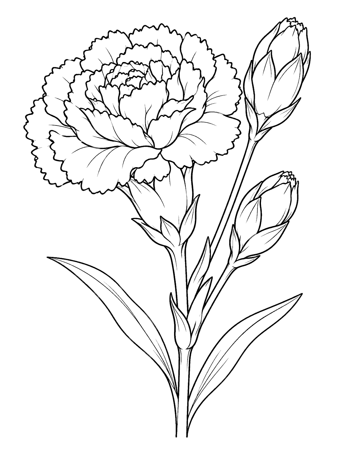 Black-and-white carnation coloring page with a large layered bloom, two buds at different heights, and a pair of leaves.