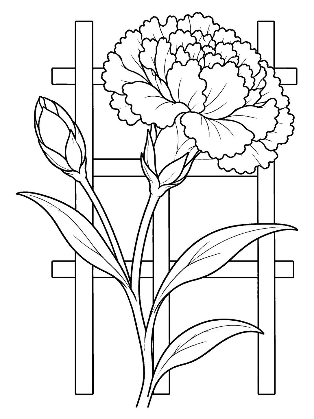 Carnation beside a garden trellis coloring page