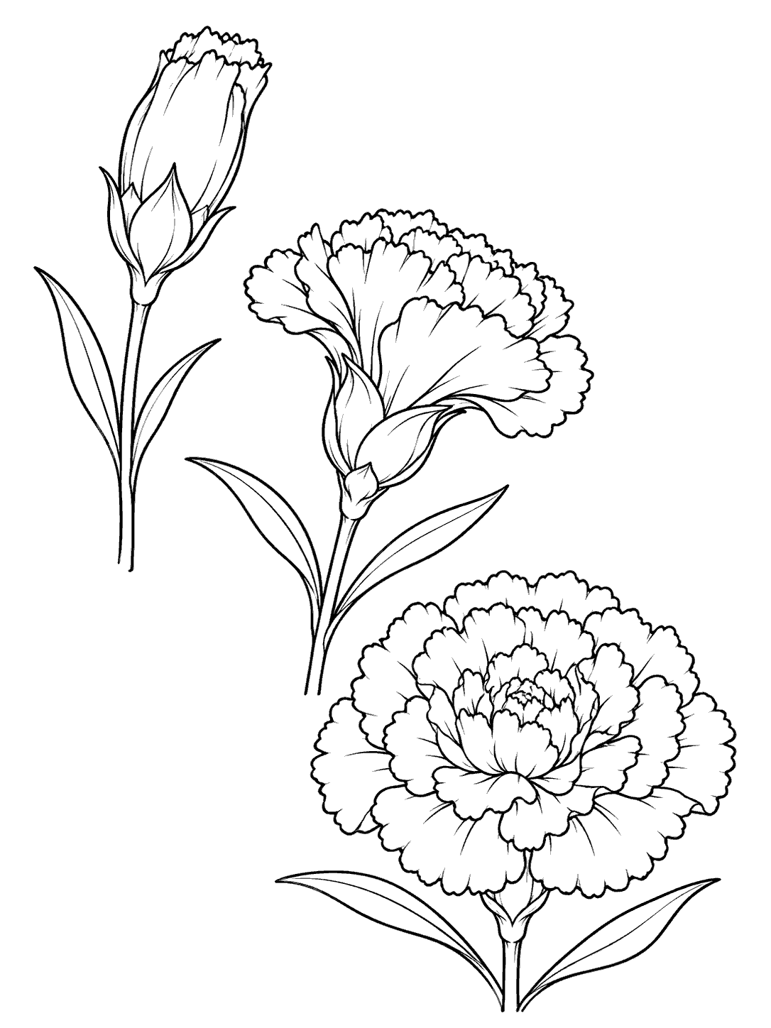 Carnation flower study coloring page with a side-view bud, partly open bloom, and full flower.