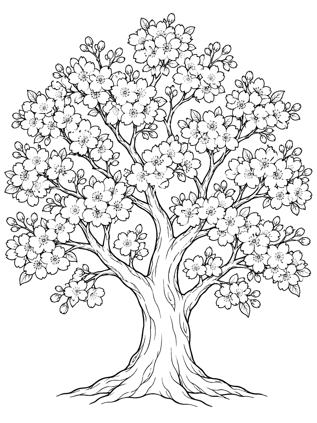 Mature cherry tree covered in blossom clusters, shown with a broad canopy and sturdy trunk