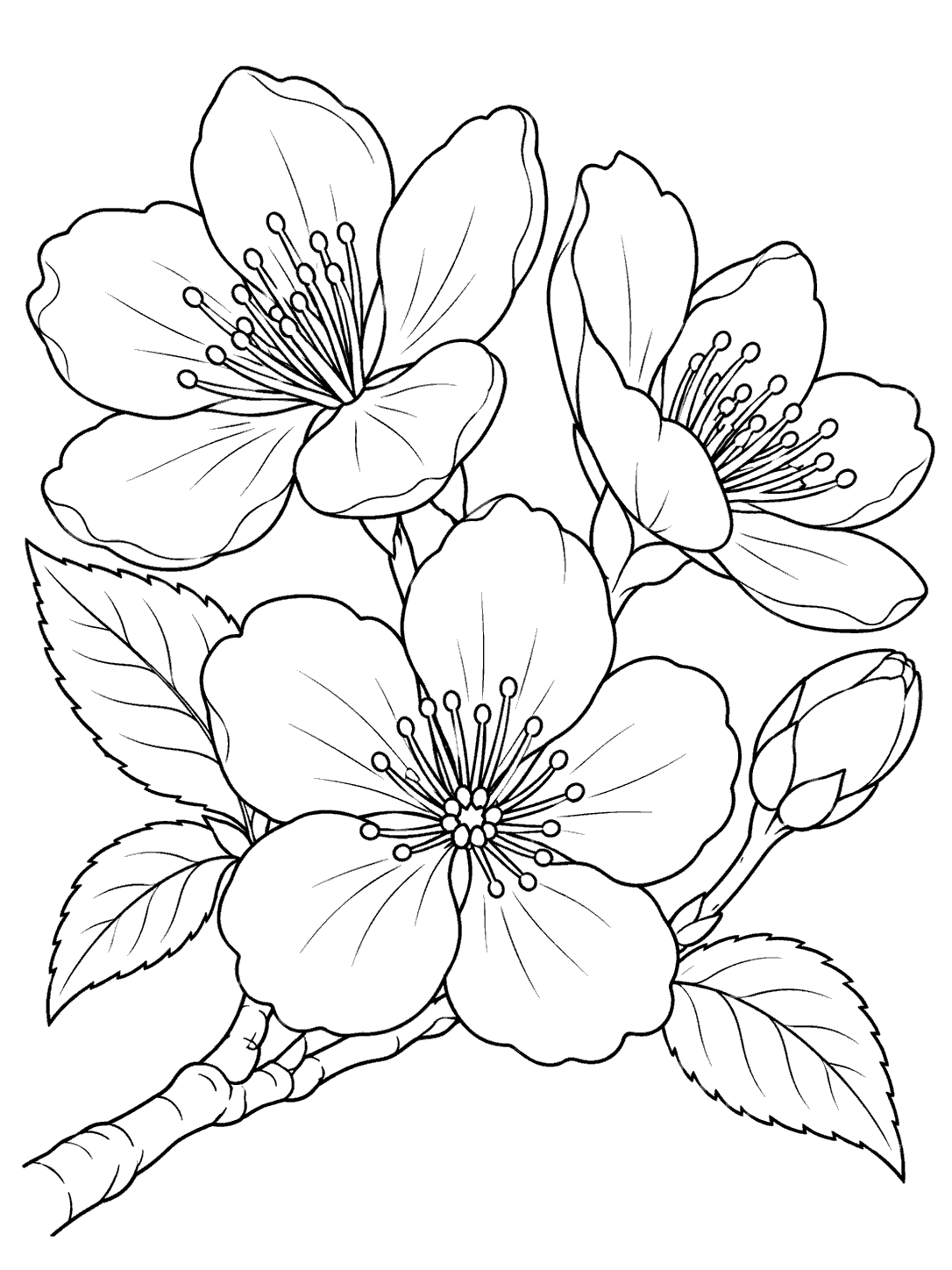 Black outline coloring page with three large cherry blossoms, one unopened bud, several leaves, and a short branch on white.
