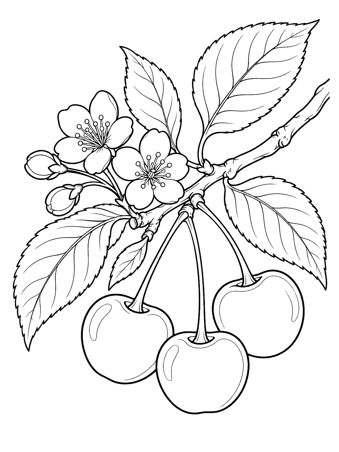 Black and white cherry branch coloring page with broad leaves, open blossoms, and three cherries.