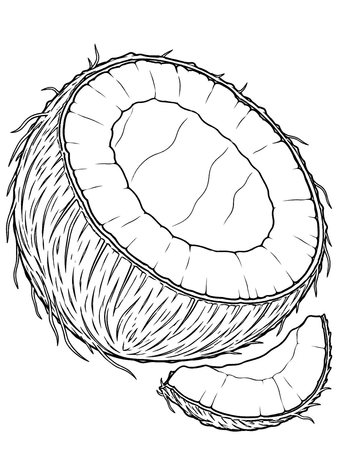 Black-and-white coloring page of a large halved coconut with a broad ring of white flesh and a small shell fragment beside it.