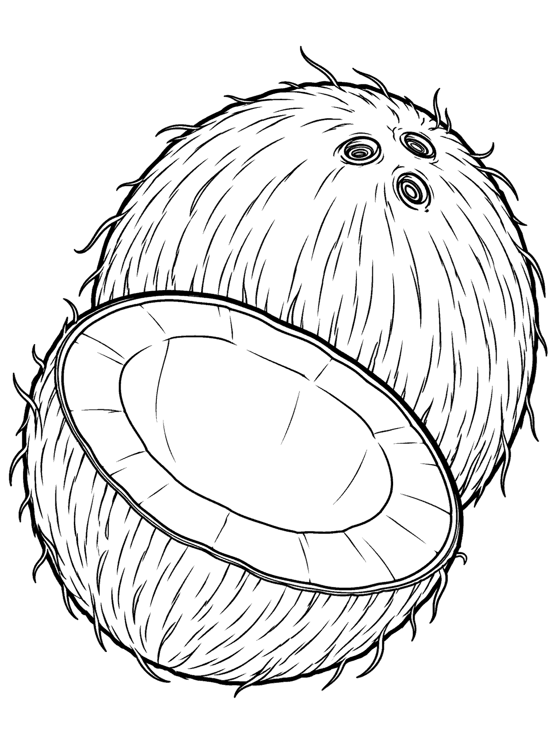 Whole coconut behind a cut coconut half in black-and-white coloring page art