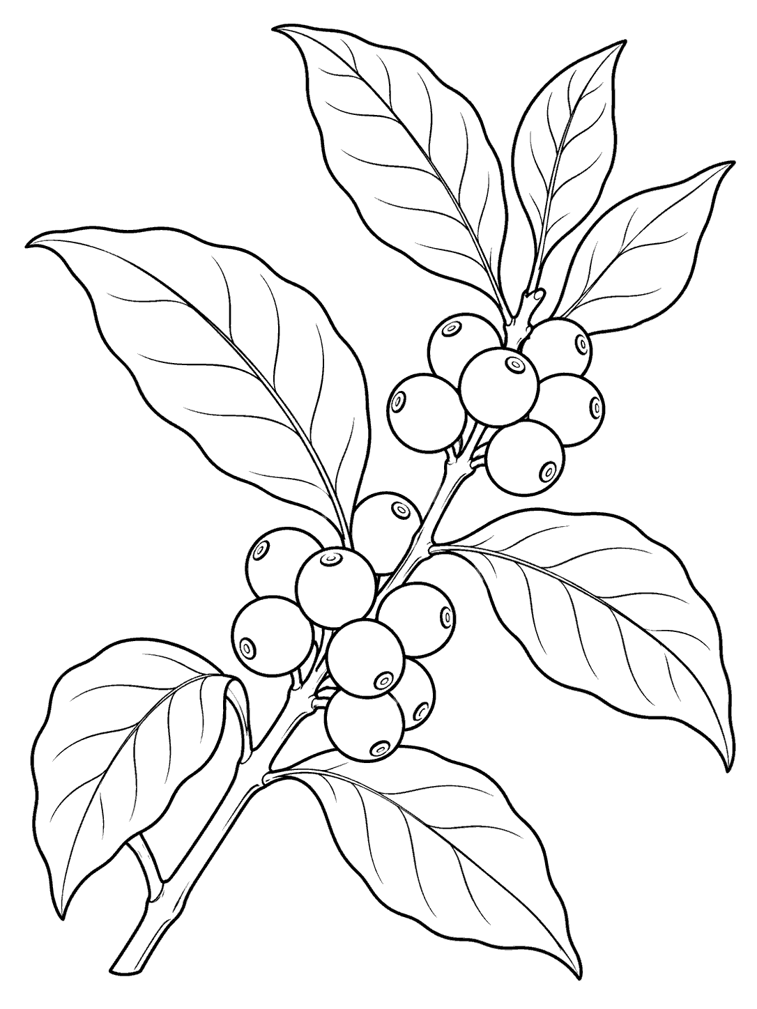Black line drawing of a coffee plant branch with broad veined leaves and attached cherries, framed by a white margin.