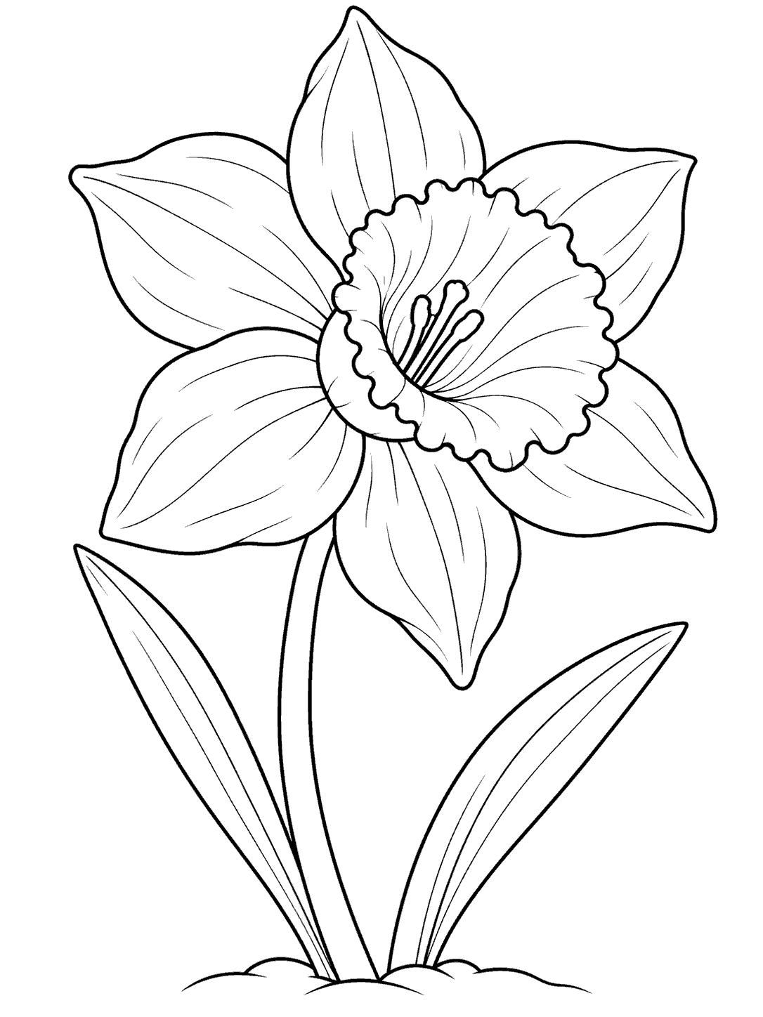 Daffodil coloring page with one open bloom