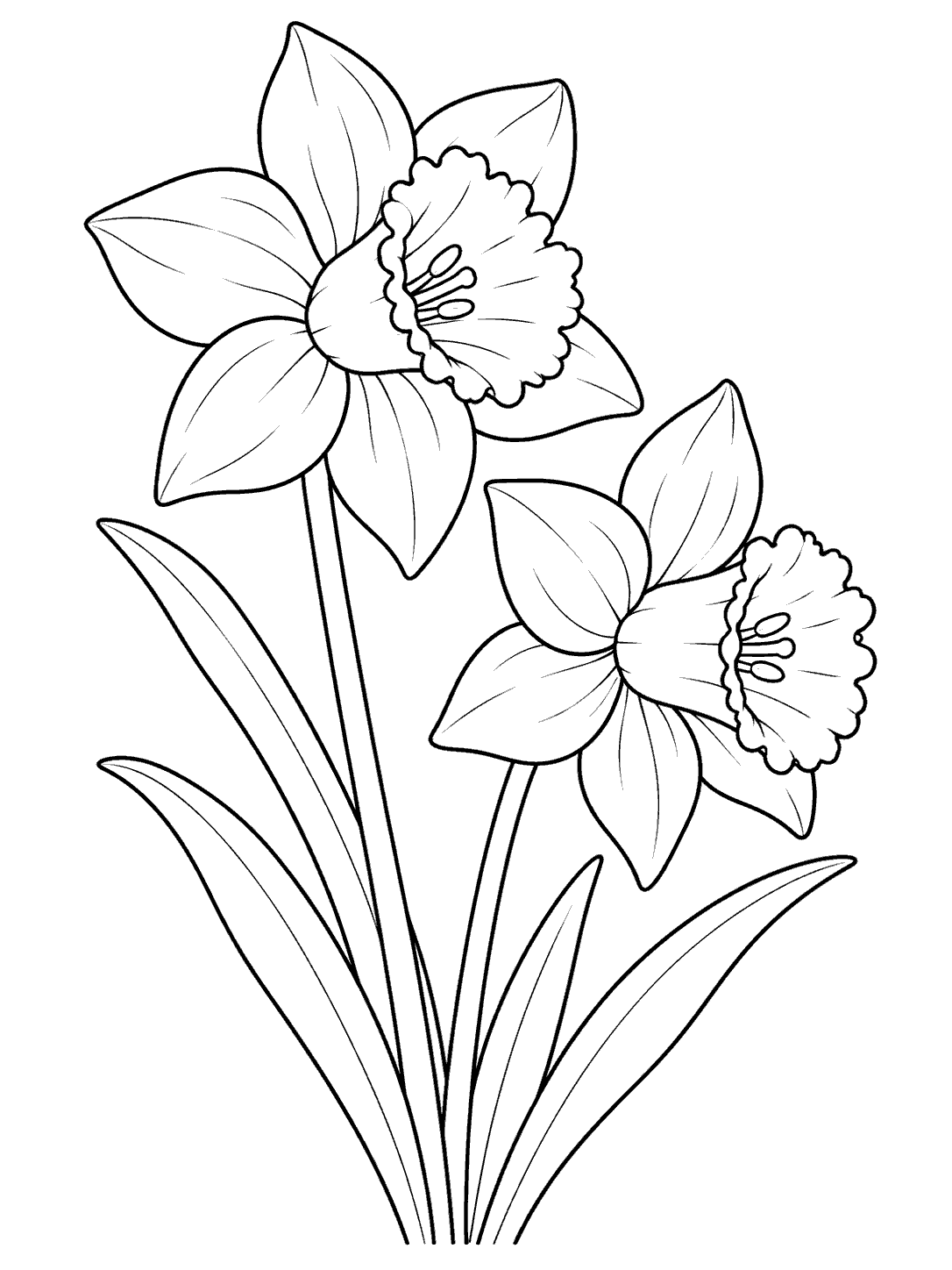 Daffodil coloring page showing two trumpet-shaped blooms and long leaves