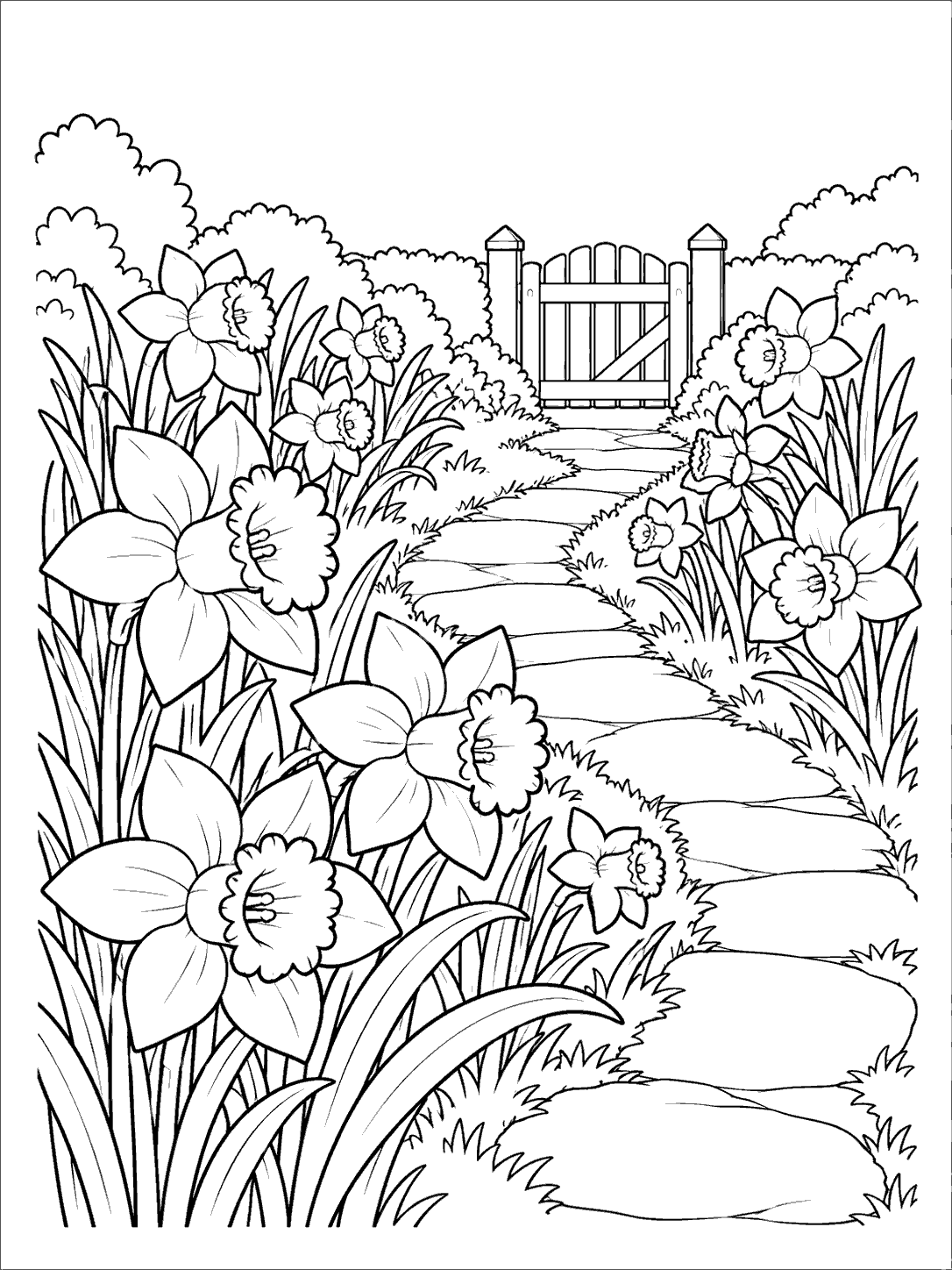 Black-and-white daffodil coloring page with flower clusters beside a curved garden path leading to a wooden gate.