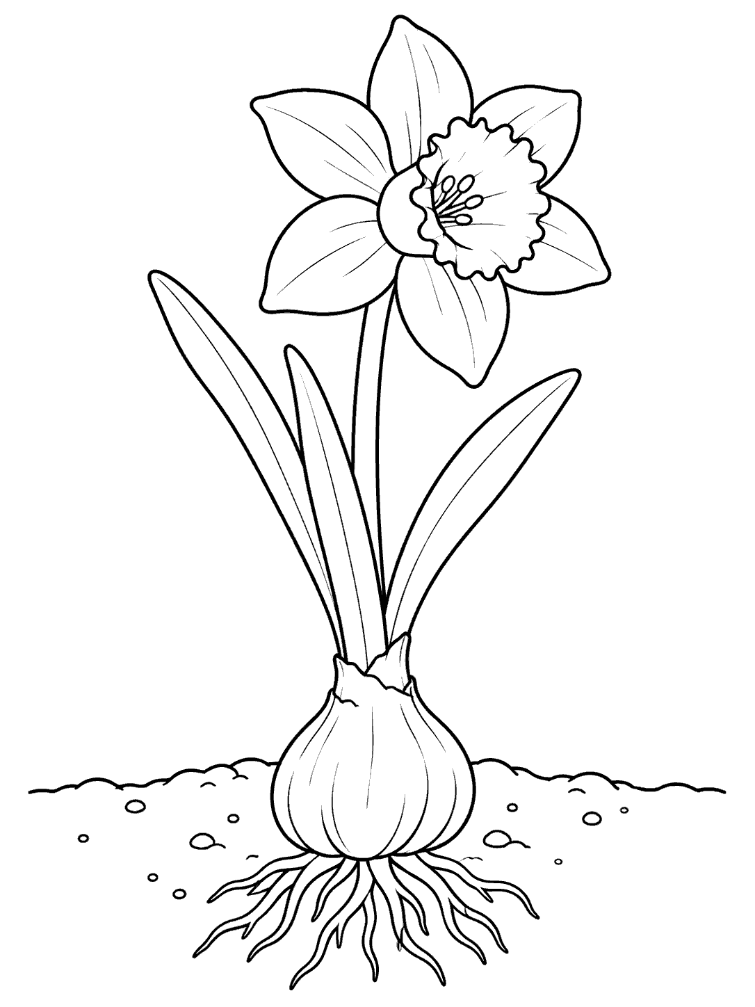 Black-outline daffodil coloring page showing an open flower above leaves, a bulb at the soil line, and roots below.