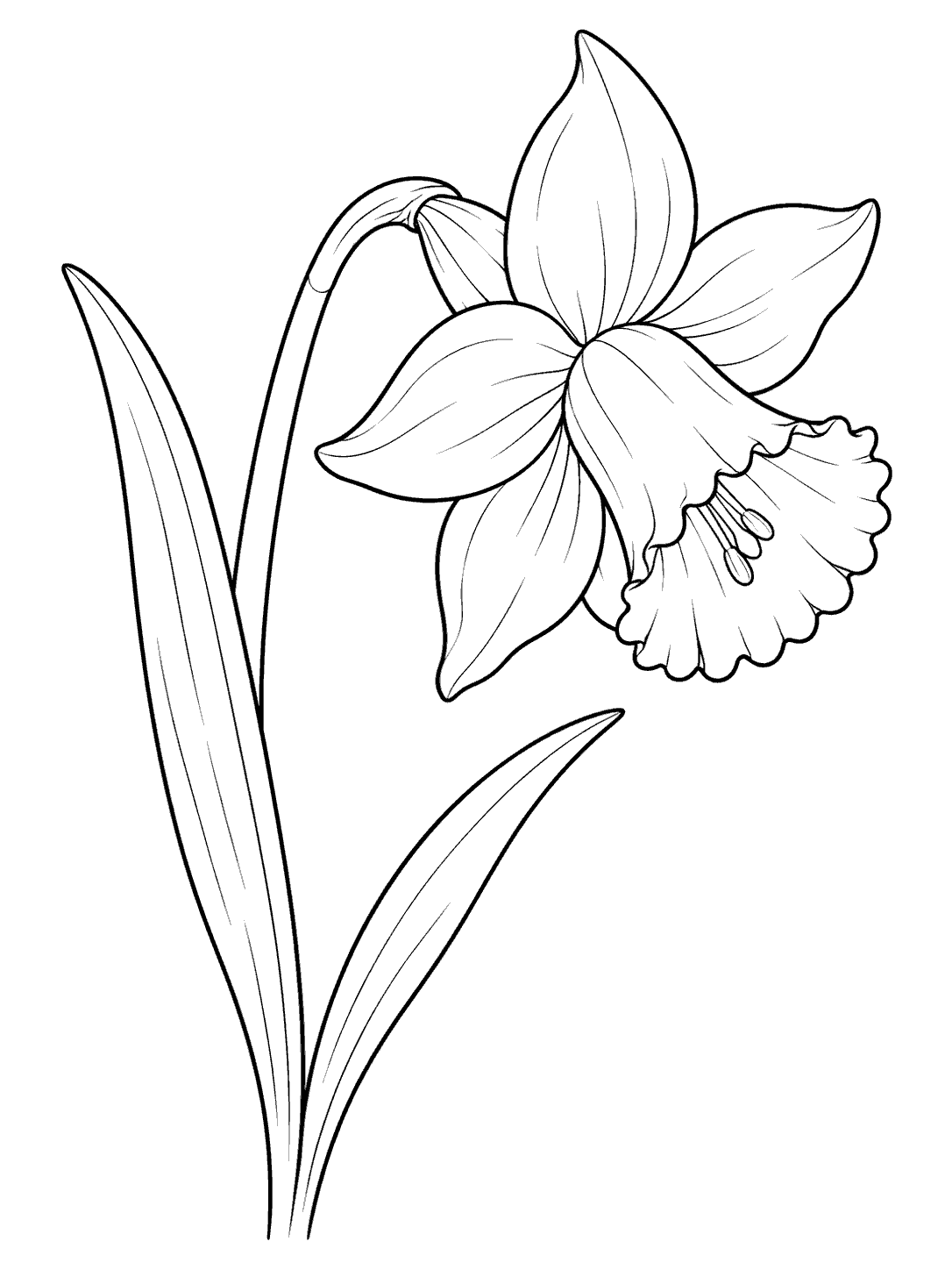 Daffodil coloring page with a curved stem, broad petals, trumpet, and two long leaves