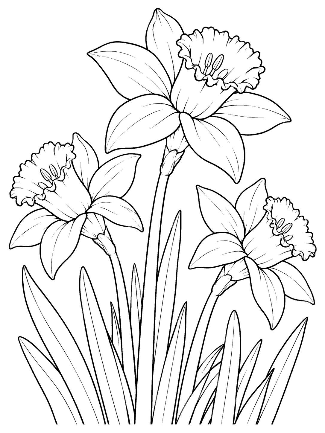 Daffodil coloring page showing three upward-looking blooms and tall leaves