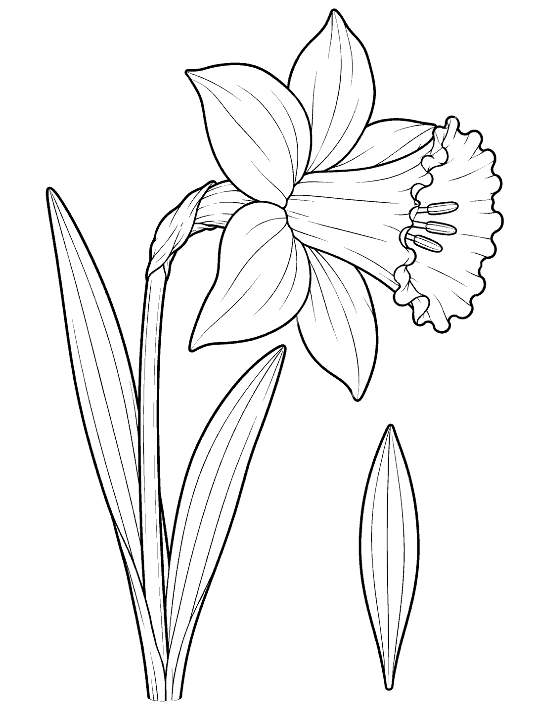 Black-outline daffodil coloring page with a side-view flower and a separate leaf detail.