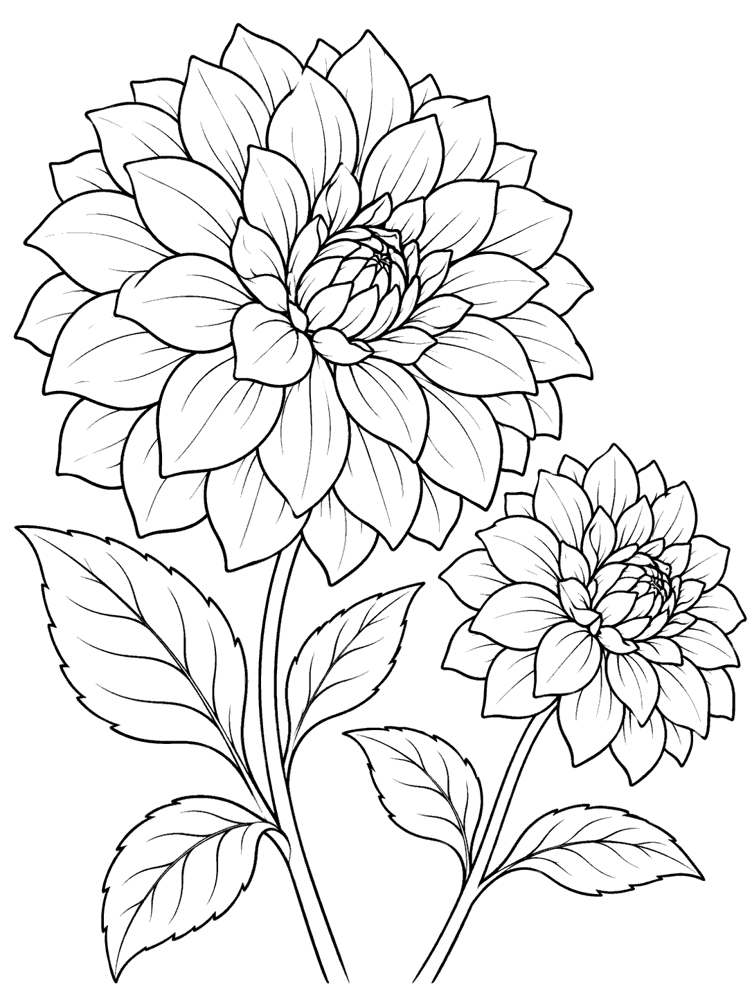 Two black-outline dahlia blooms, one large and one small, on separate leafy stems.