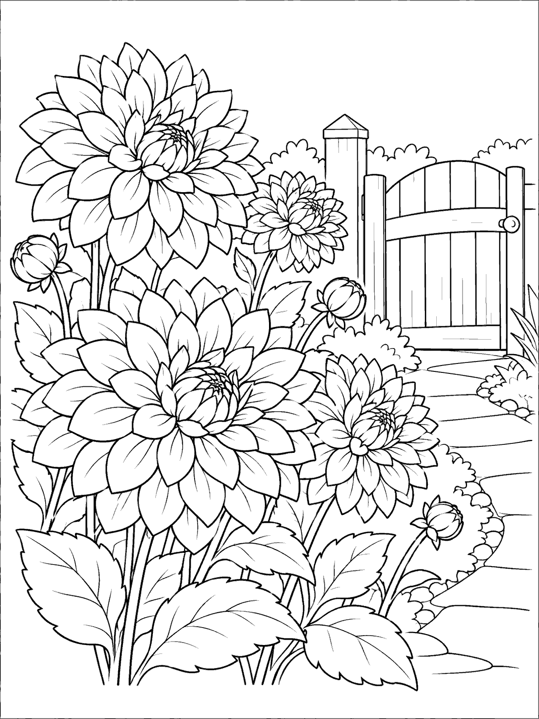 Large dahlia blooms and buds beside a wooden garden gate and curving stone path.