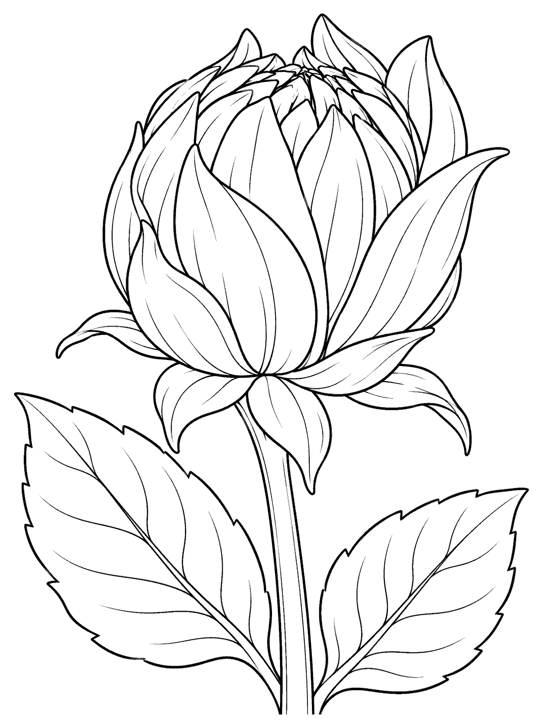 Large partly opened dahlia bud with layered petals, bracts, and two broad leaves