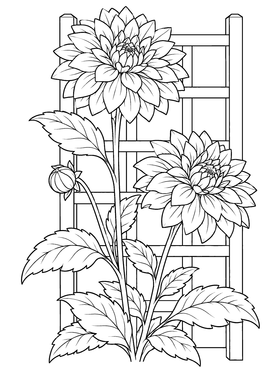 Black ink coloring page showing two large dahlia blooms at different heights, leafy stems, and a square-lattice trellis.
