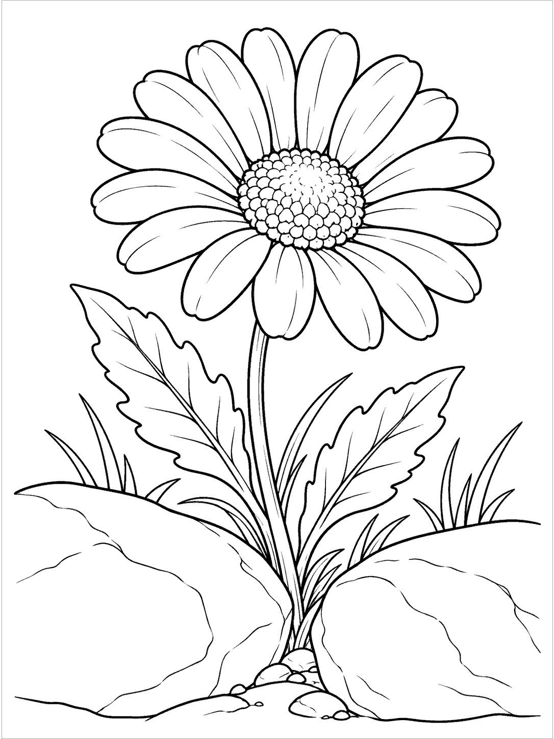 Black and white daisy coloring page, with a large flower and leafy stem growing between two smooth garden stones.