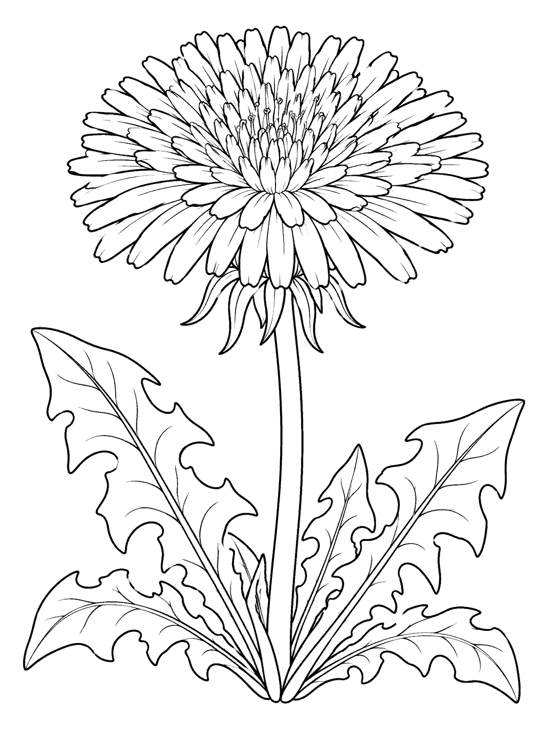Detailed black-outline dandelion flower on a tall stem with broad jagged leaves at the base.