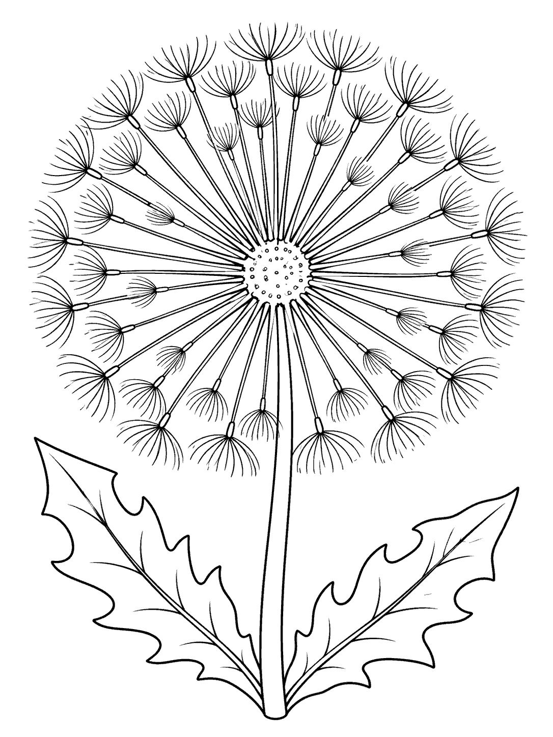 Black outline dandelion with a large radiating seed head, long stem, and two broad leaves on white.