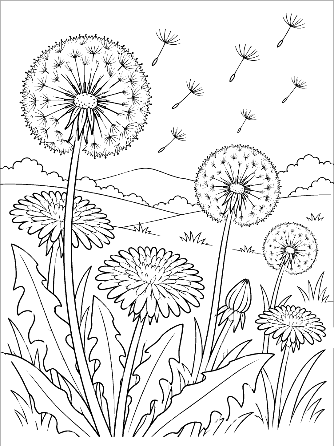 Black ink coloring page with dandelion flowers, round seed heads, drifting seeds, and a distant hill.