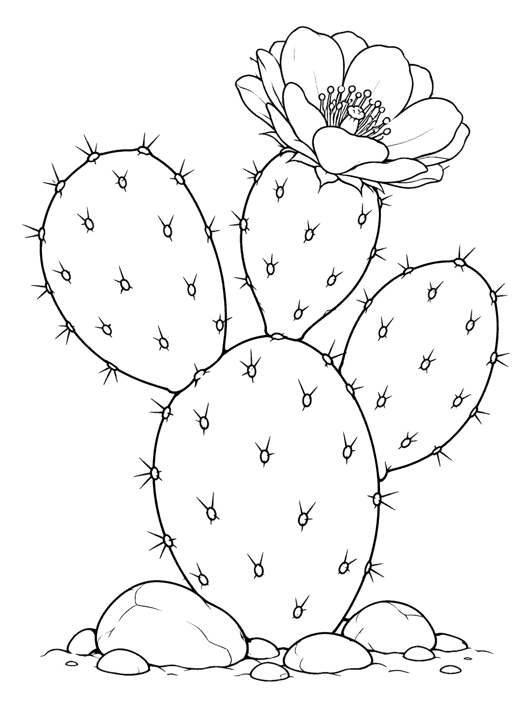 Black-and-white prickly pear cactus with four oval pads, a large flower, sparse spine marks, and stones at its base.