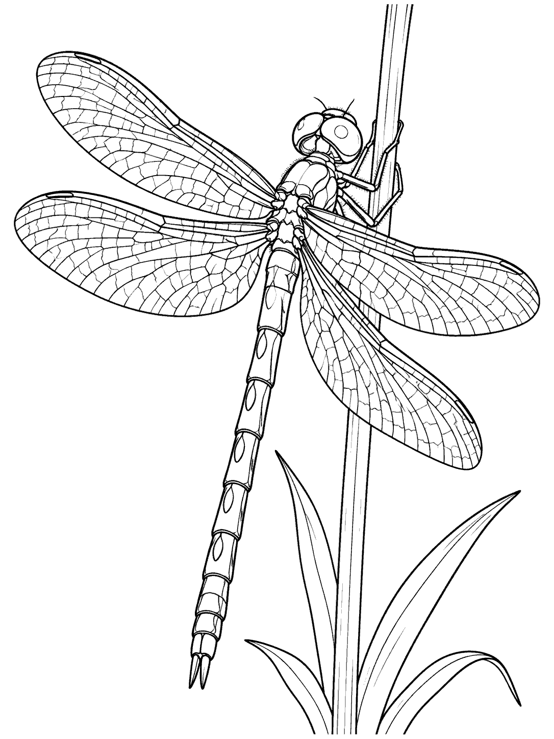 Dragonfly perched on a tall reed coloring page