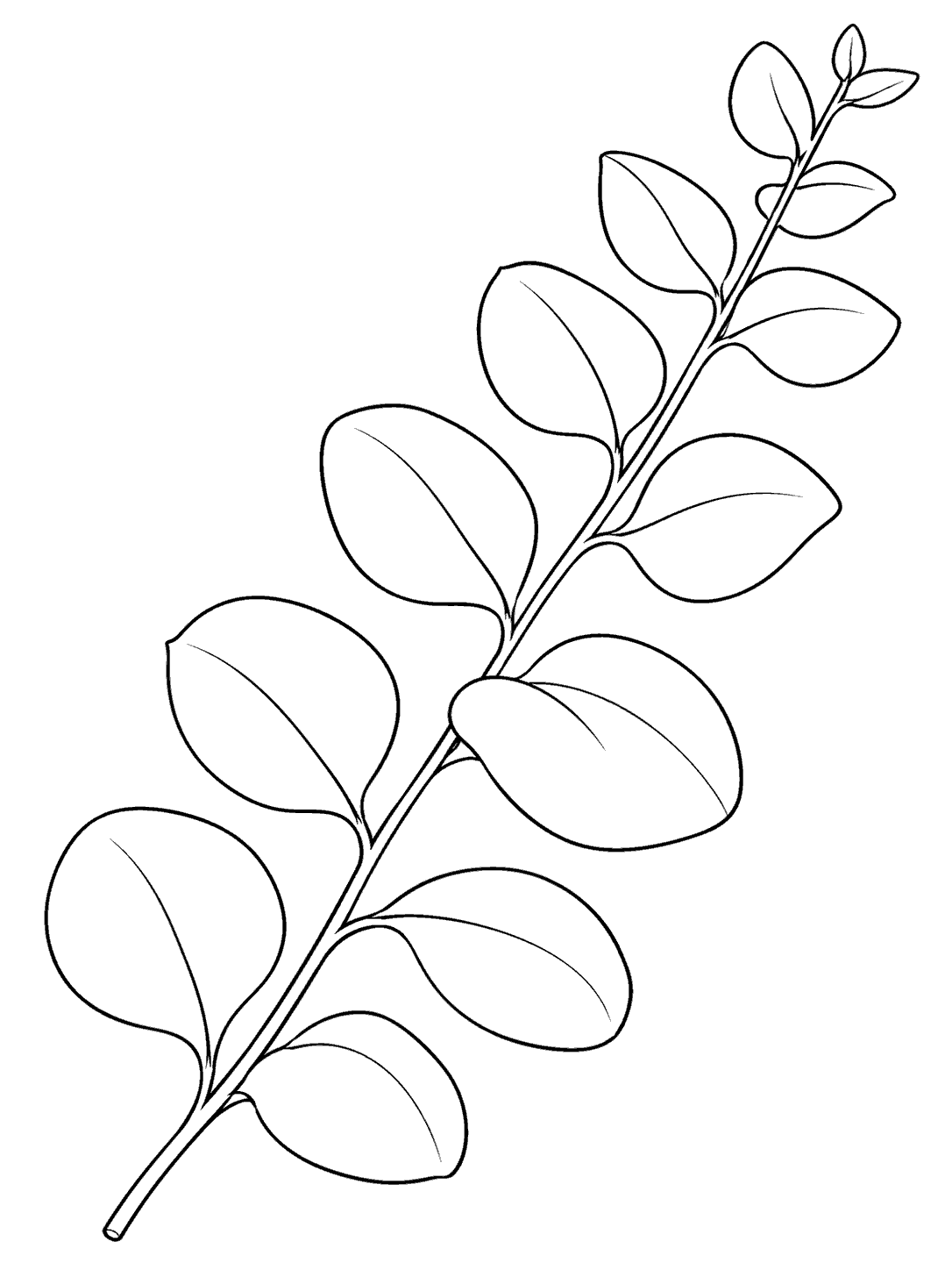 Black outline of one diagonal eucalyptus sprig with alternating rounded leaves on a white page.