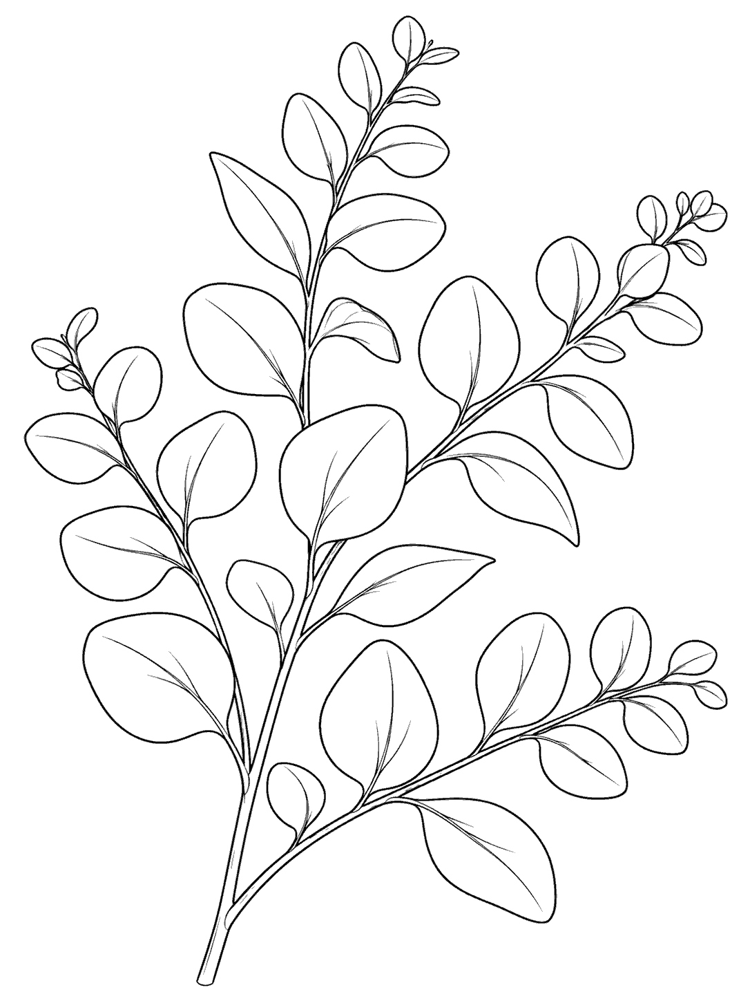 Black outline coloring page of a eucalyptus branch with several upward and outward offshoots and oval leaves on a white background.