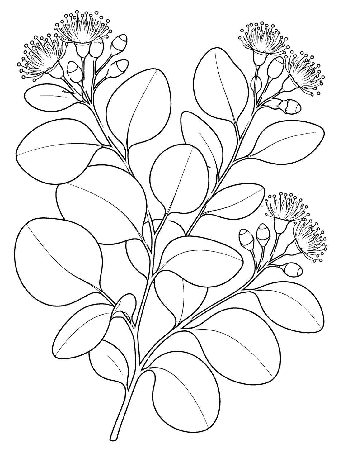 Eucalyptus and blossoms coloring page