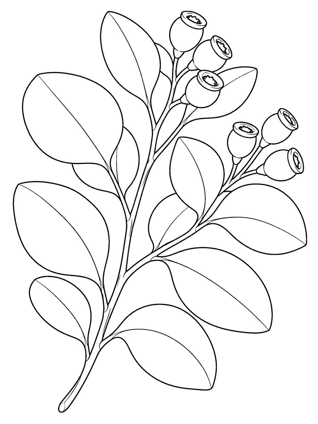 Portrait eucalyptus branch coloring page with large rounded leaves and small capped seed pods near its tips.