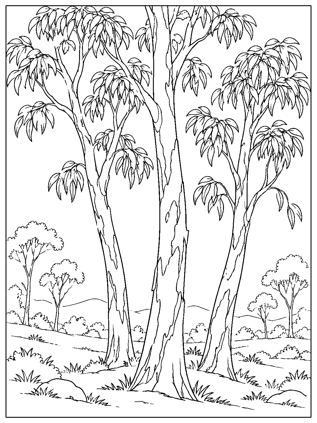 A black-and-white eucalyptus grove coloring page with three peeling-bark trunks, leafy crowns, and a grassy clearing.